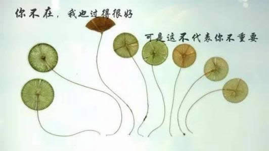 ΢Ȧ簲ZDƬ