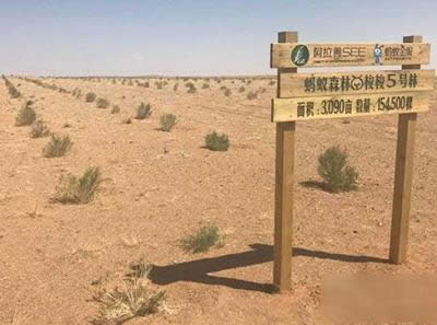 支付寶螞蟻森林
