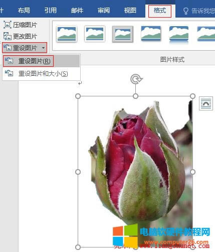 Word 2016 重設圖片（裁剪后還原、去除效果）