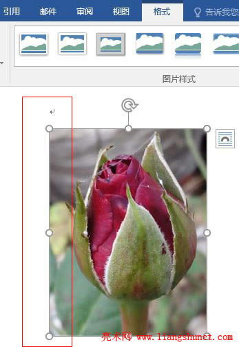 Word 2016 玫瑰花圖片被裁剪掉的部分全部還原