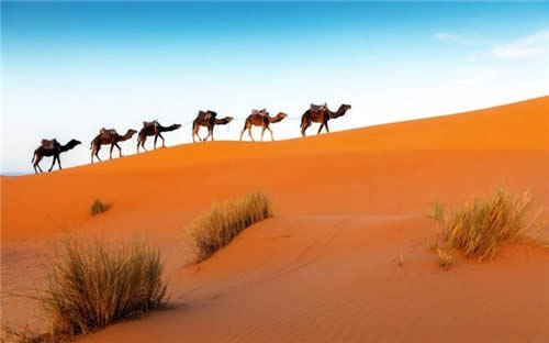 Win10壁紙集In the Desert上架！